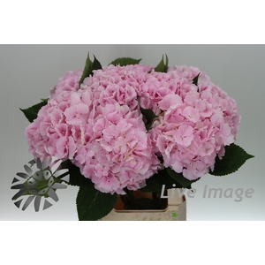 Hydrangea verena