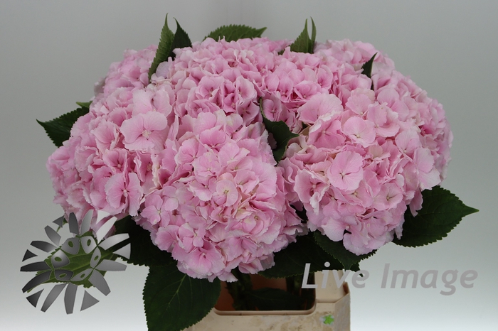 <h4>Hydrangea verena</h4>