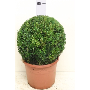 Buxus sempervirens bol P29 (potgekweekt)