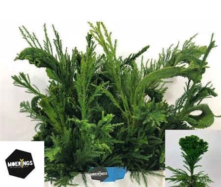 <h4>Cryptomeria J Cristata Bs</h4>