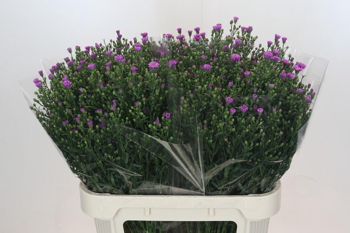 <h4>Aster Casarosa</h4>