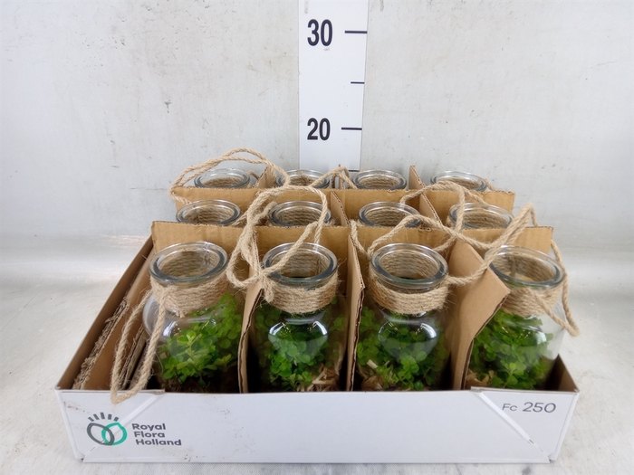 <h4>Arr.   Kamerplant Groen L%</h4>