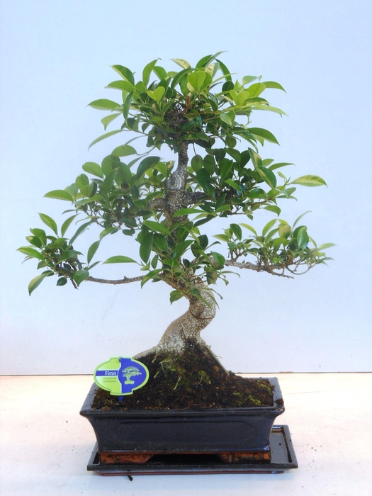 <h4>Ficus retusa, 30cm., shape, with drip tray</h4>