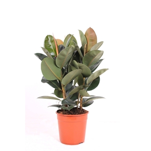 Ficus P27 Robusta 3PP