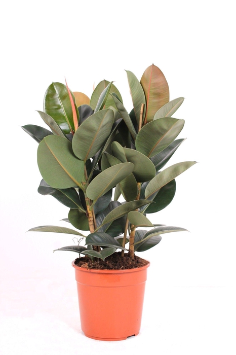 <h4>Ficus P27 Robusta 3PP</h4>