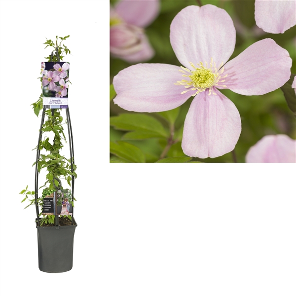 <h4>Clematis montana 'Rubens' +light label</h4>