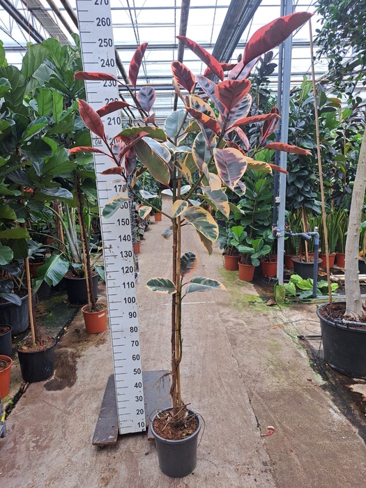 <h4>Ficus Belize</h4>