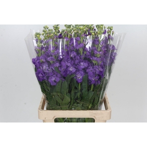 Matthiola Iron Purple