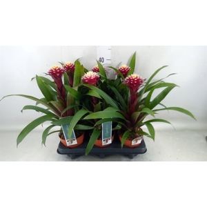 Guzmania  'Francesca'