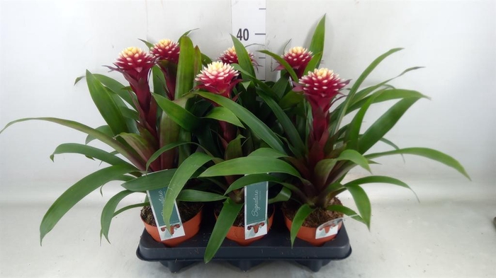<h4>Guzmania  'Francesca'</h4>