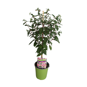 Stam 19cm Fuchsia Hybriden Britney (rood-wit)