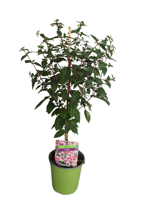 <h4>Stam 19cm Fuchsia Hybriden Britney (rood-wit)</h4>