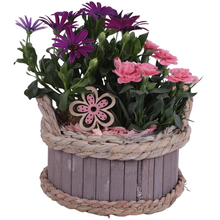 <h4>Spring Flower Arr. Outdoor Wooden Pot Waterhyacint Rim Ø19cm 2PP</h4>