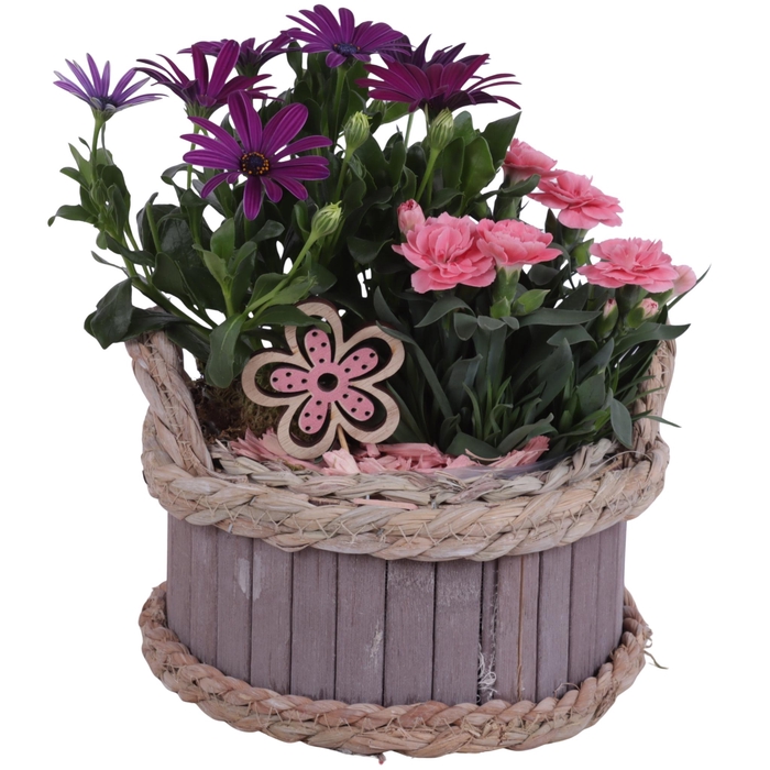 <h4>Spring Flower Arr. Outdoor Wooden Pot Waterhyacint Rim Ø19cm 2PP</h4>