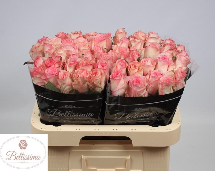 <h4>R GR BOULEVARD</h4>