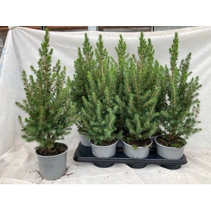 Picea glauca 'December'