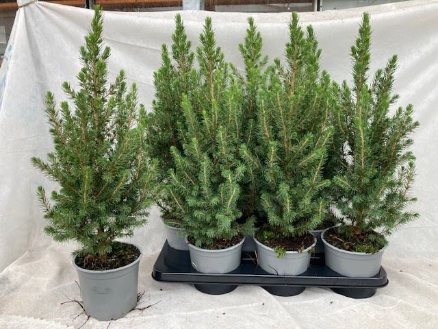<h4>Picea glauca 'December'</h4>