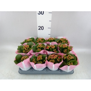 KALANCHOE BLOS.   ..ROSEBUD QUEEN K