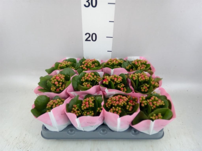 <h4>KALANCHOE BLOS.   ..ROSEBUD QUEEN K</h4>