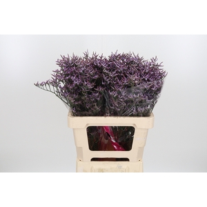 Limon Safora Lilac