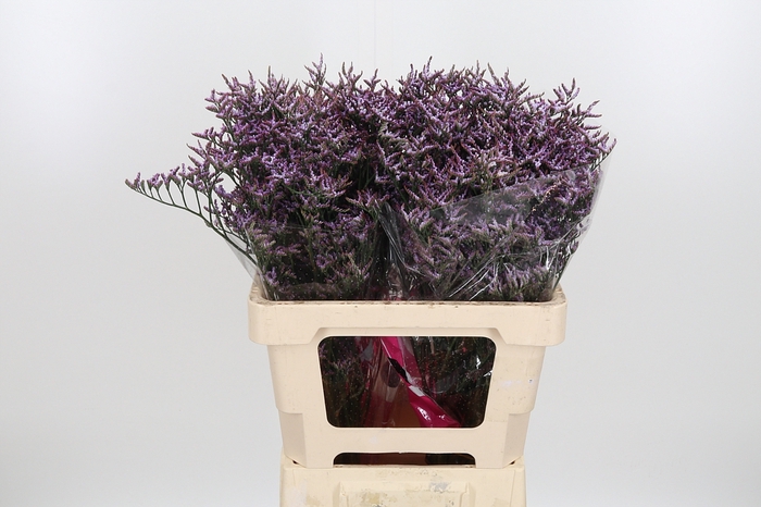 <h4>Limon Safora Lilac</h4>