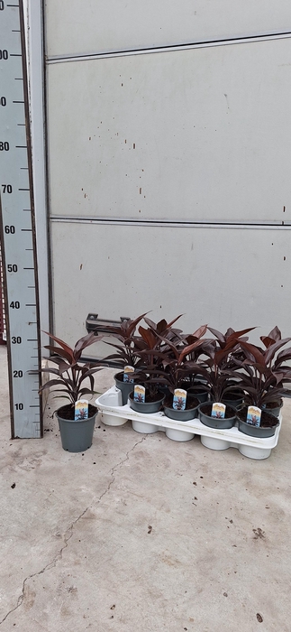 <h4>CORD FR MAMBO</h4>