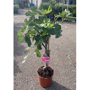 Ficus carica (Vijg) stam