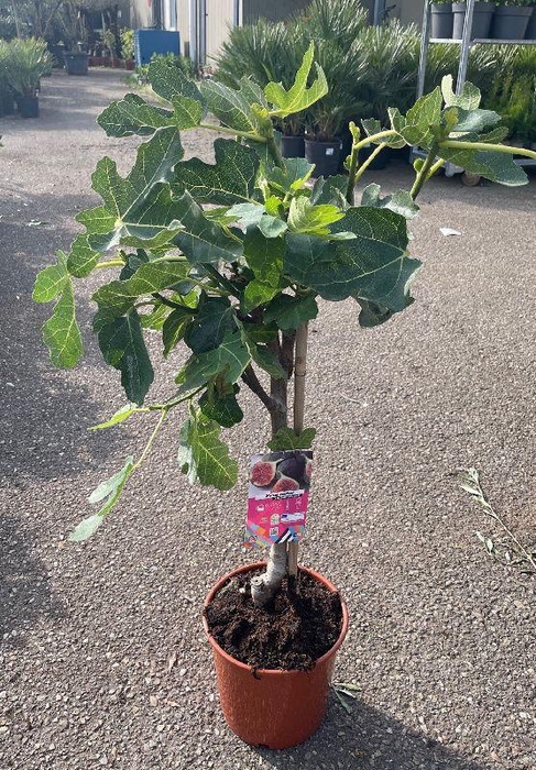 <h4>Ficus carica (Vijg) stam</h4>