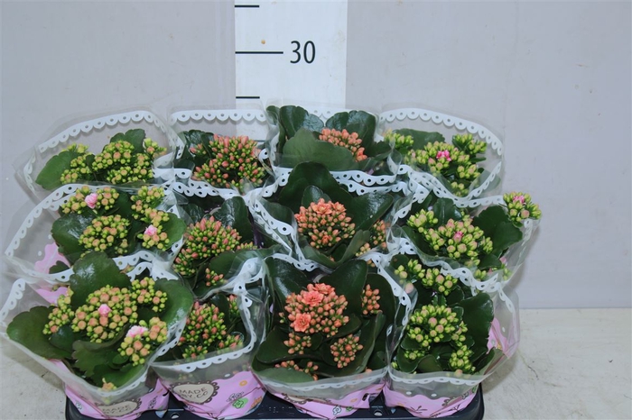 <h4>Kalanchoe Calandiva Mix Special</h4>