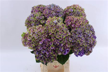 <h4>HYDR M MAG CORAL BL</h4>