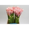 Zantedeschia Eydolls Pink