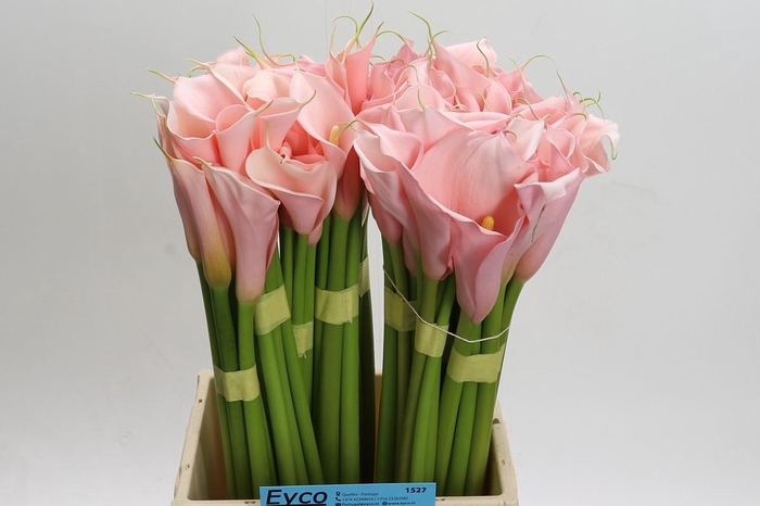 Zantedeschia Eydolls Pink