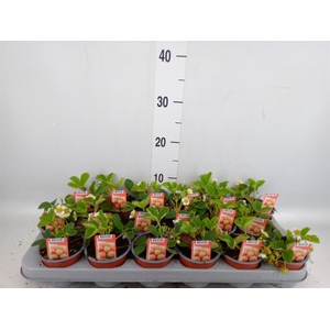 Fragaria   ...