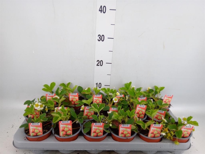 <h4>Fragaria   ...</h4>