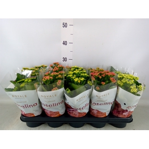 Kalanchoe blos. 'RoyalDon'   ..mix