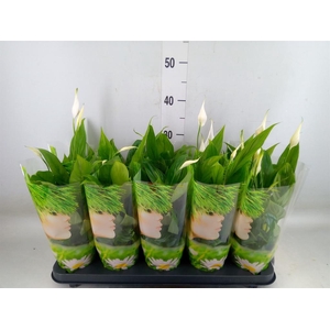 Spathiphyllum  'Alana'