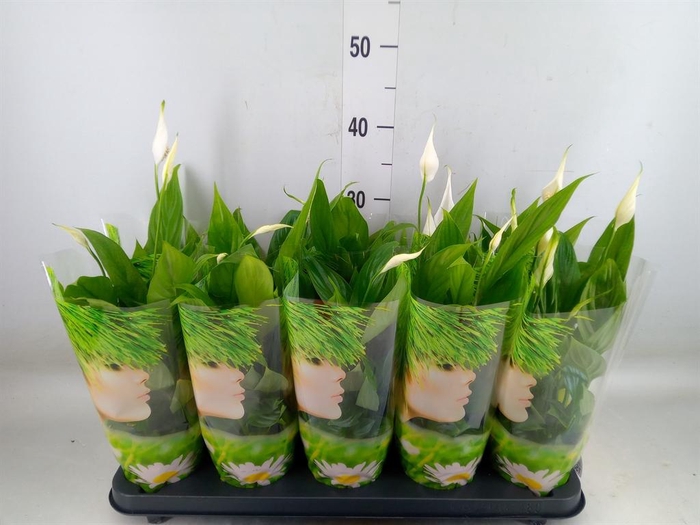 <h4>Spathiphyllum  'Alana'</h4>