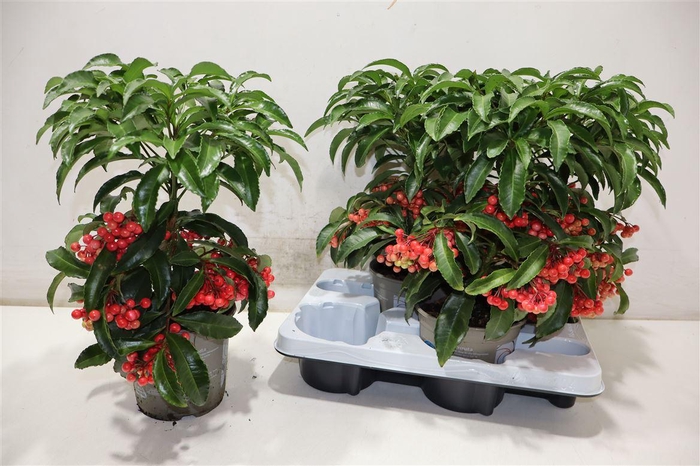 <h4>arr8 Ardis Crenata</h4>