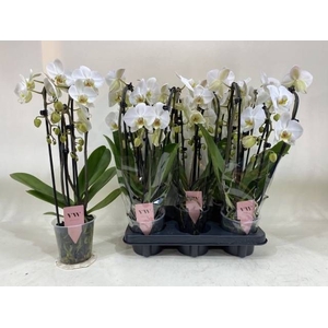 PHAL OV WIT