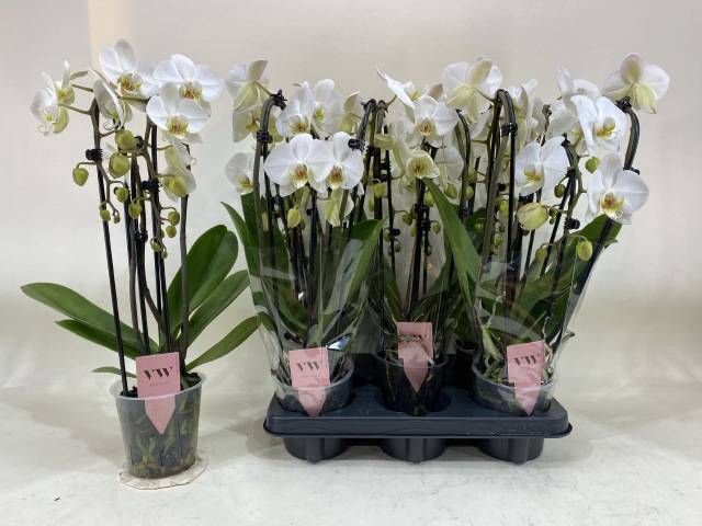 <h4>PHAL OV WIT</h4>