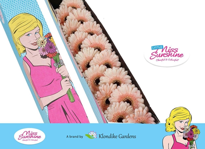 <h4>Germini Kokomo Doos</h4>