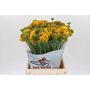 Ranunculus Pon Pon Merlino