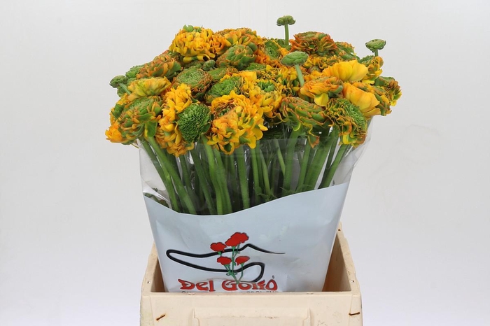 <h4>Ranunculus Pon Pon Merlino</h4>