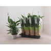 Spathiphyllum 'Strauss'