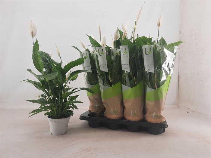 <h4>Spathiphyllum 'Strauss'</h4>