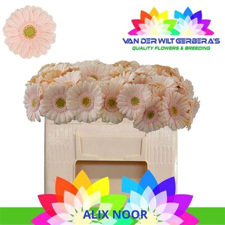 <h4>Ge Mi Alix-noor</h4>