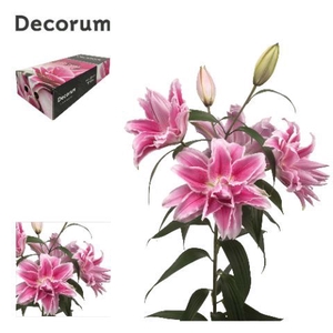 LI ROSELILY ISABELLA 5+ XL Decorum Box