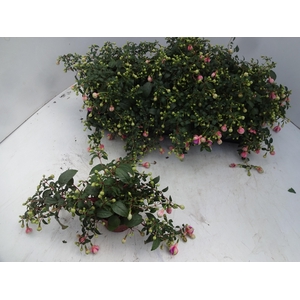 FUCHSIA OV