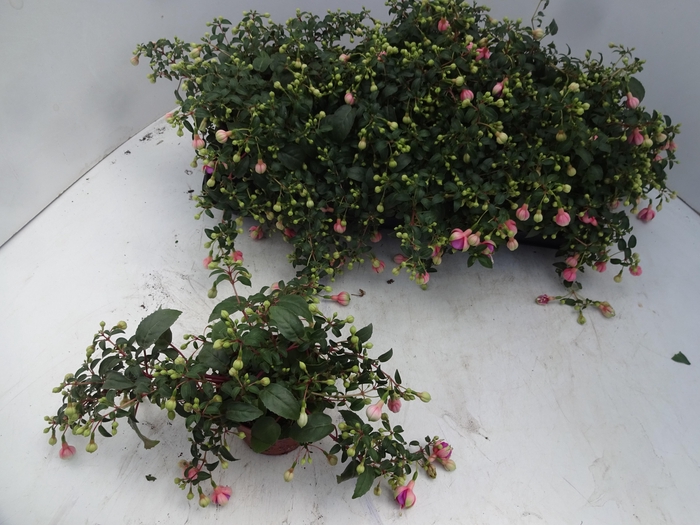 <h4>FUCHSIA OV</h4>