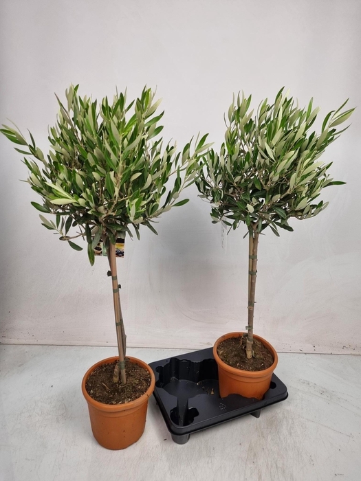 <h4>OLEA EUROPAEA</h4>